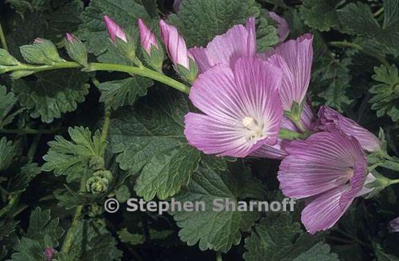 sidalcea malviflora 2 graphic